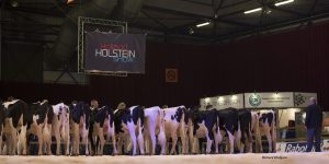 Status Holland Holstein sHow