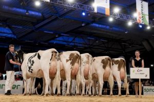 Persbericht – Dochtergroepen bekend voor Holland Holstein sHow!