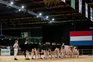 Livestream terugkijken exterieur Young Breeders Holland Holstein sHow 2022
